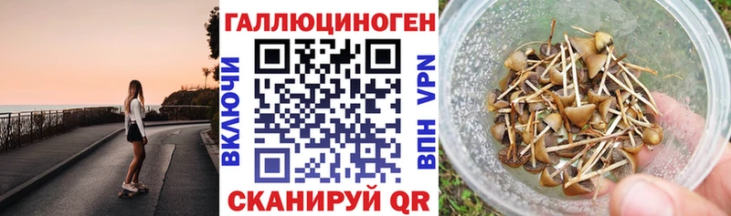 Псилоцибиновые грибы GOLDEN TEACHER  Купить  Сусуман 
